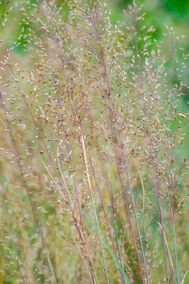 Sporobolus heterolepis (Prairie Dropseed)