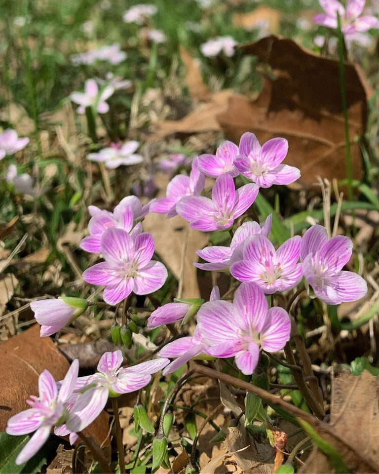 Claytonia virginica (Spring Beauty)