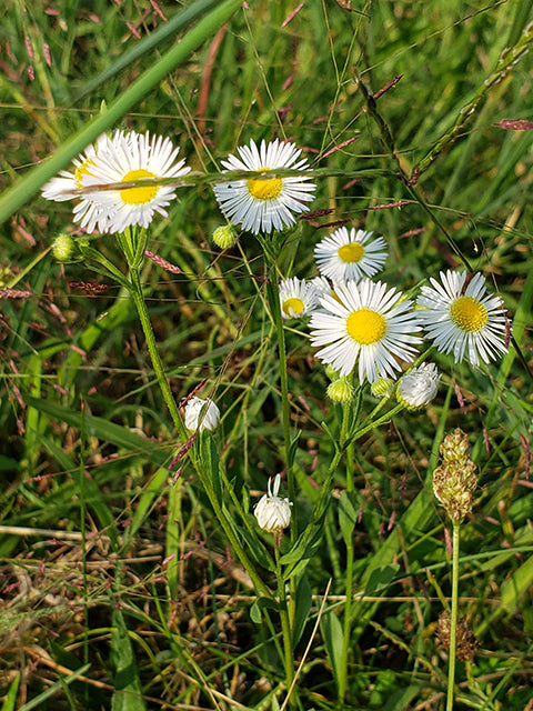 Boltonia asteroides (False Aster)
