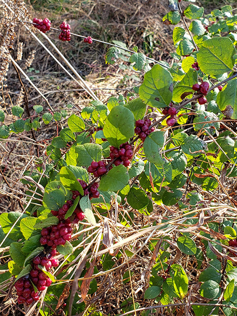 Symphoricarpos orbiculatus (Coralberry)