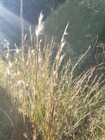 Andropogon virginicus (Broomsedge)