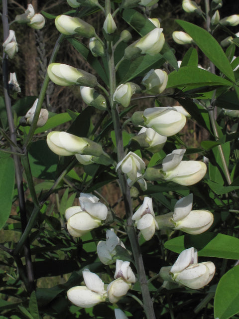 Baptisia alba (White Wild Indigo)