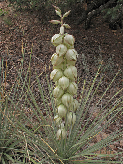 Yucca glauca (Soapweed Yucca)