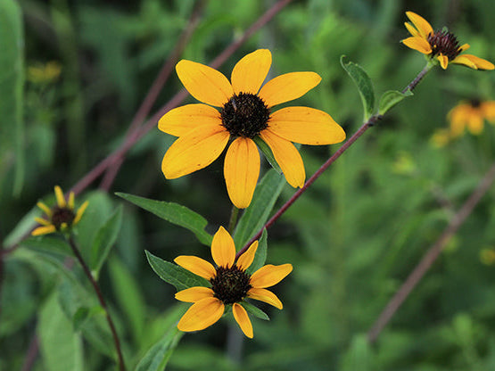 Brown-Eyed Susan (Rudbeckia triloba)