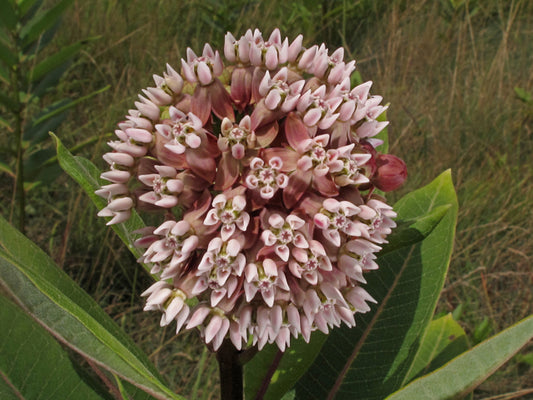 Asclepias syriaca (Common Milkweed)