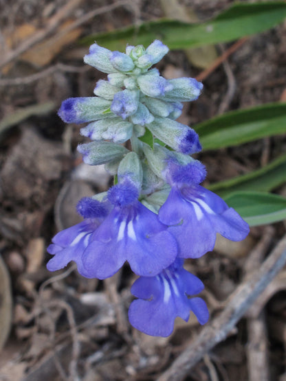 Salvia farinacea (Mealy Blue Sage)