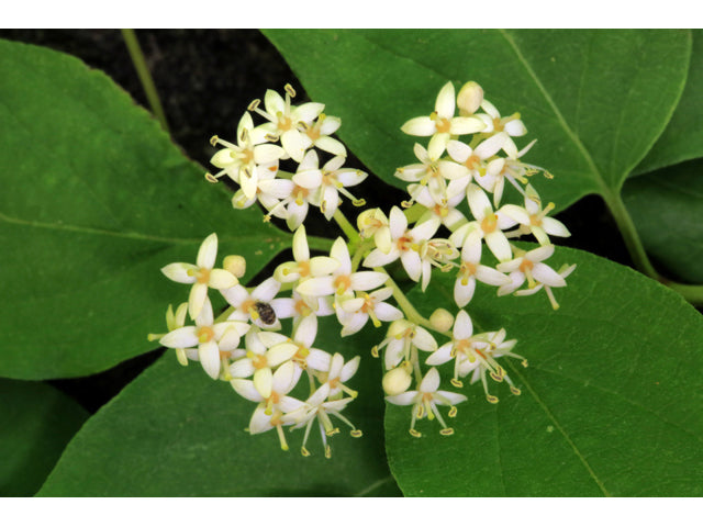 Cornus drummondii (Roughleaf Dogwood)