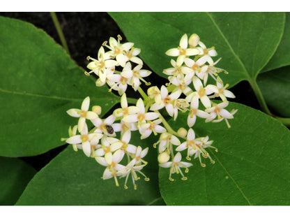 Cornus drummondii (Roughleaf Dogwood)