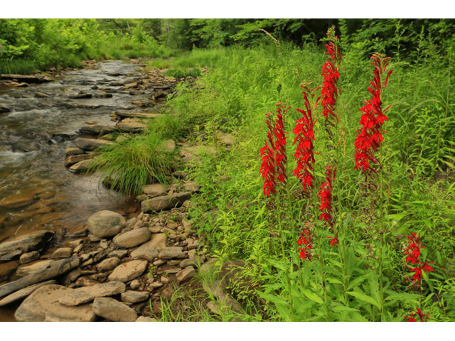 Lobelia cardinalis (Cardinal Flower)