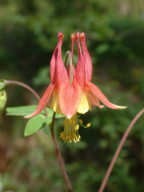 Aquilegia canadensis (Columbine)
