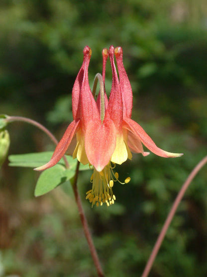 Aquilegia canadensis (Columbine)