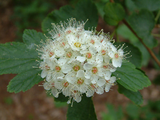 Physocarpus opulifolius (Ninebark)
