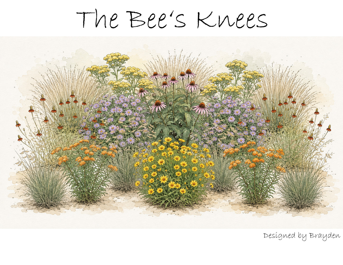 Bee's Knees (Full Sun)