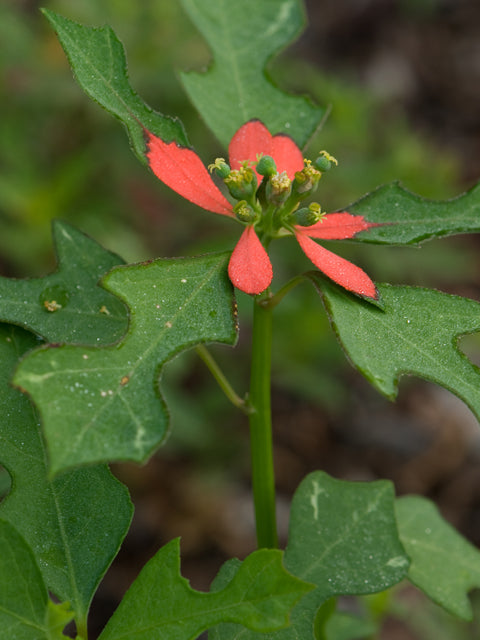 Euphorbia cyathophora (Fire on the Mountain)