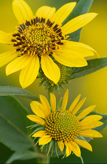 Helianthus grosseserratus (Sawtooth Sunflower)