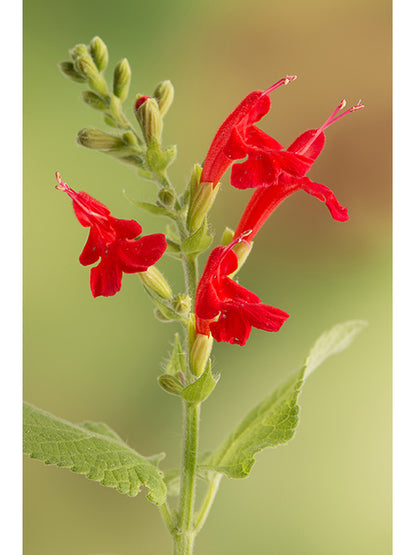 Salvia coccinea (Scarlet Sage)