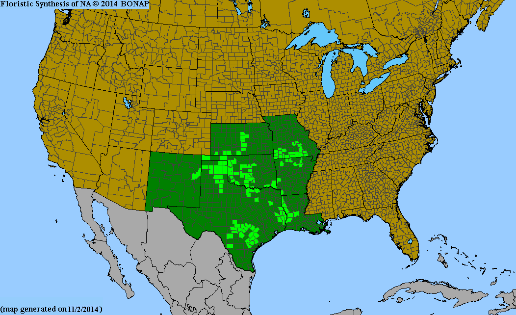 Berlandiera texana (Texas Greeneyes)