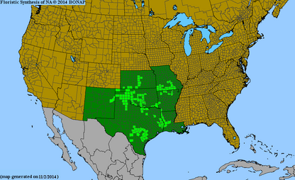 Berlandiera texana (Texas Greeneyes)