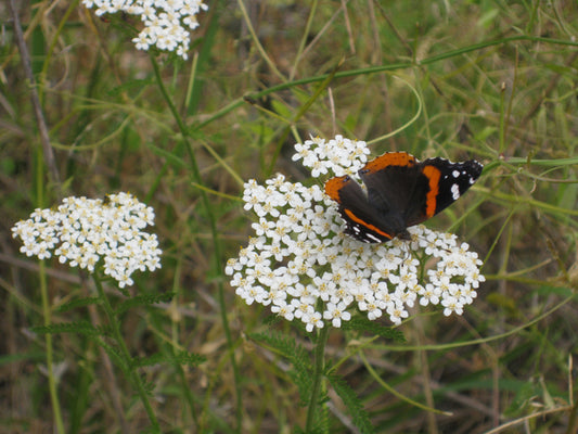 Achillea millefolium (Common Yarrow)