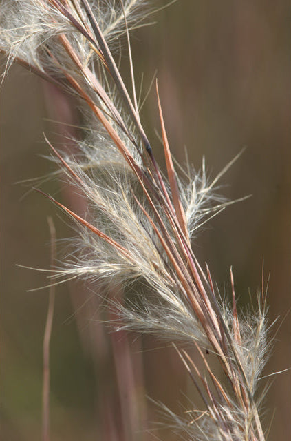 Andropogon virginicus (Broomsedge)