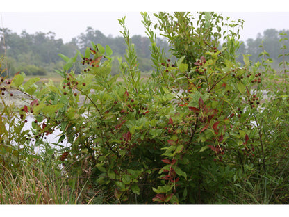 Cephalanthus occidentalis (Buttonbush)