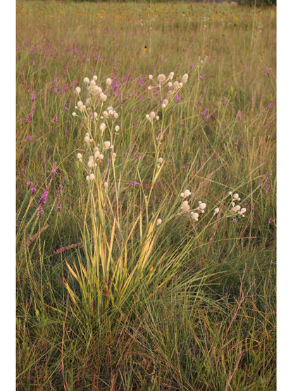 Eryngium yuccifolium (Rattlesnake Master)