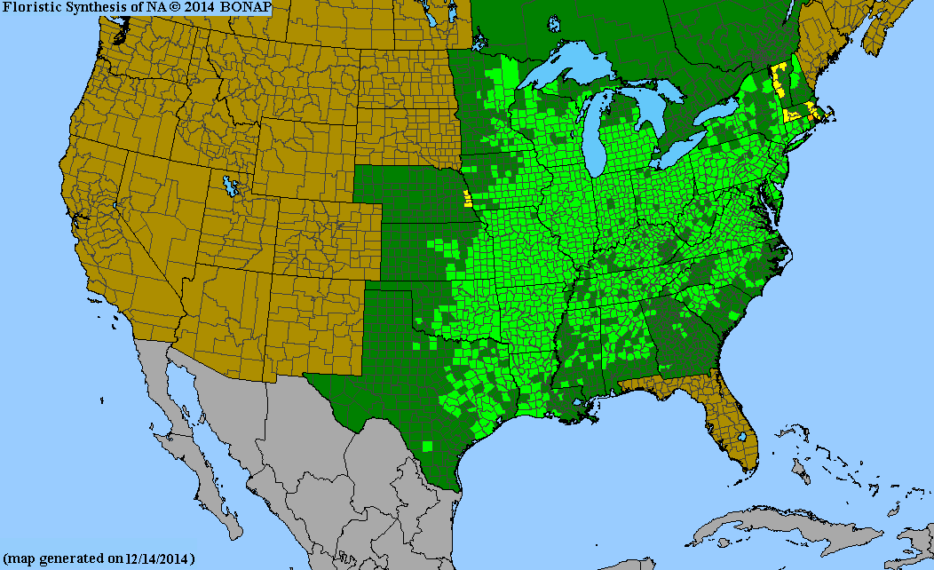 Claytonia virginica (Spring Beauty)