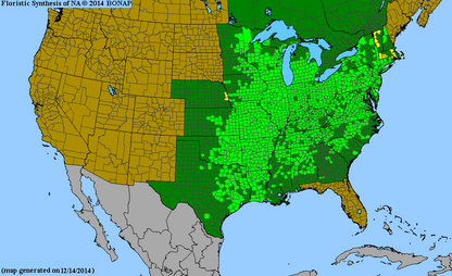 Claytonia virginica (Spring Beauty)