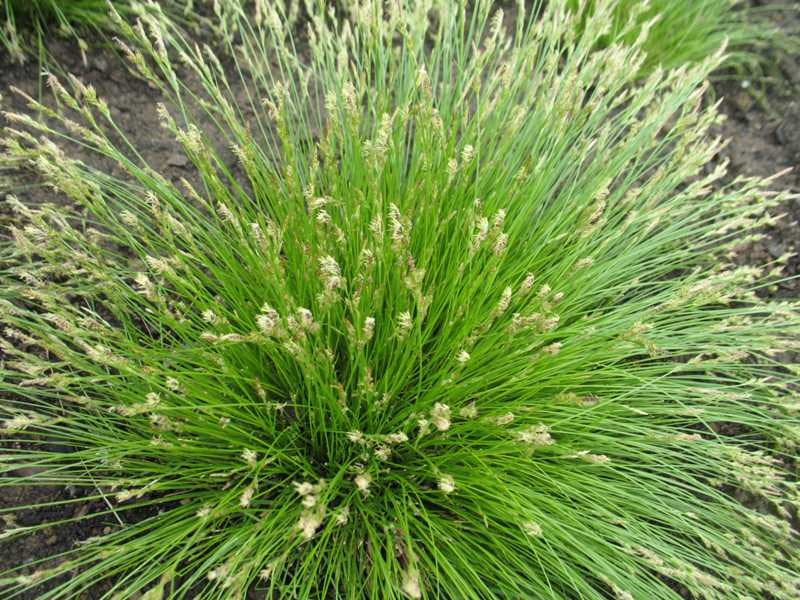 Carex albicans (White-Tinged Sedge)