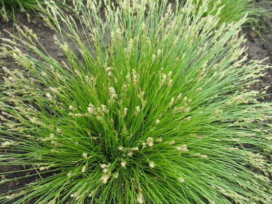 Carex albicans (White-Tinged Sedge)