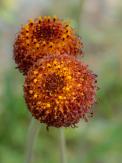 Gaillardia suavis (Pincushion Daisy)