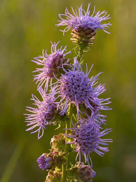 Liatris aspera (Rough Blazing Star)