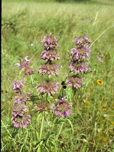 Monarda citriodora (Lemon Beebalm)