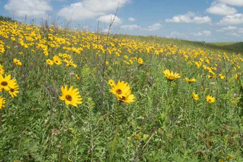 Helianthus pauciflorus (Stiff Sunflower)