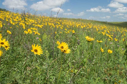 Helianthus pauciflorus (Stiff Sunflower)