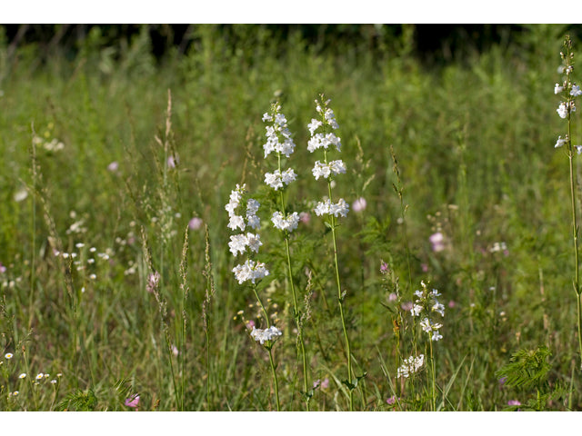 Penstemon digitalis (Foxglove Beardtongue)