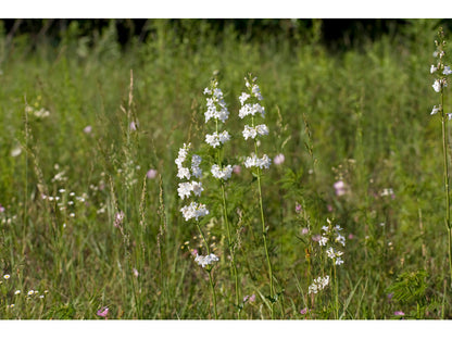 Penstemon digitalis (Foxglove Beardtongue)
