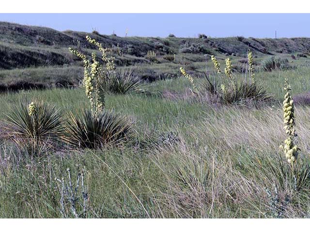 Yucca glauca (Soapweed Yucca)