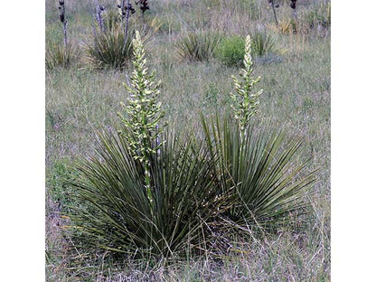 Yucca glauca (Soapweed Yucca)