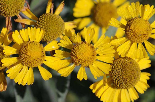 Helenium autumnale (Common Helenium)
