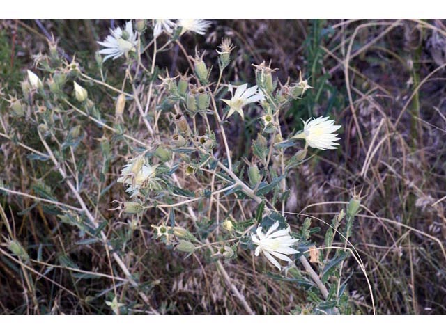 Mentzelia decapetala (Ten-Petal Blazing Star)