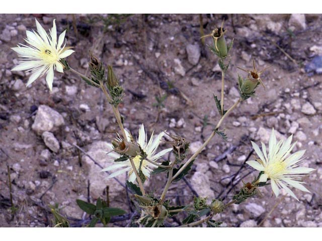 Mentzelia decapetala (Ten-Petal Blazing Star)
