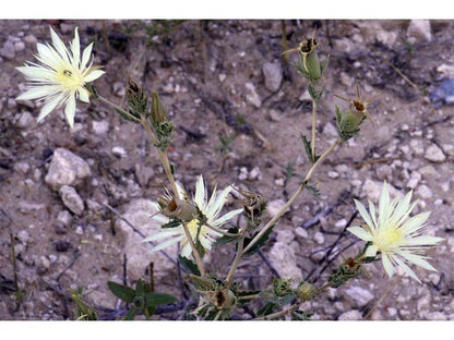 Mentzelia decapetala (Ten-Petal Blazing Star)