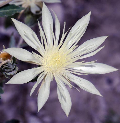 Mentzelia decapetala (Ten-Petal Blazing Star)