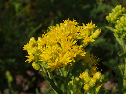Solidago rigida (Stiff Goldenrod)