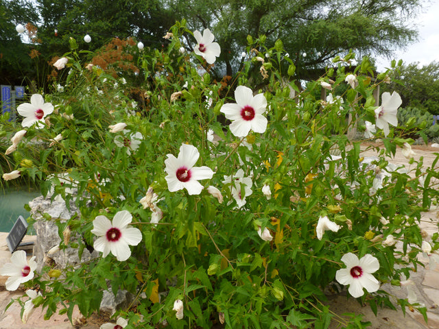 Hibiscus laevis (Halberd Leaf Hibiscus)