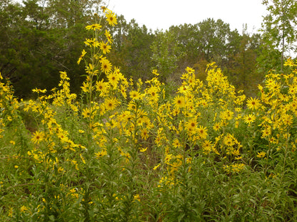 Helianthus maximiliani (Maximilian Sunflower)