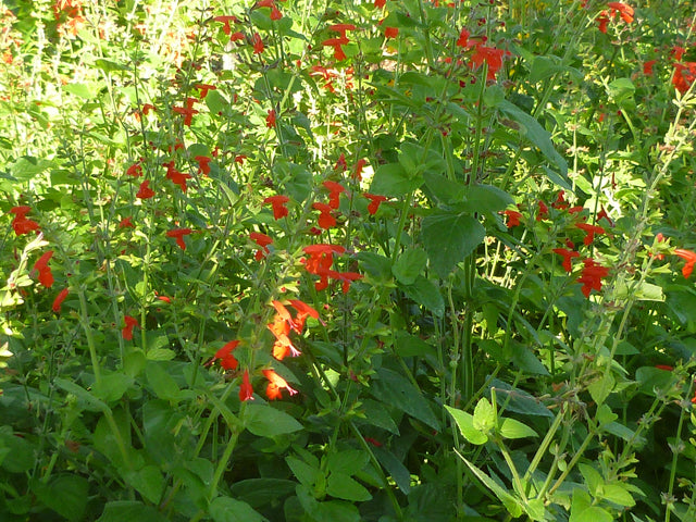 Salvia coccinea (Scarlet Sage)
