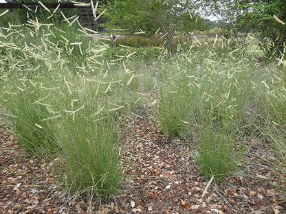 Bouteloua gracilis (Blue Grama)