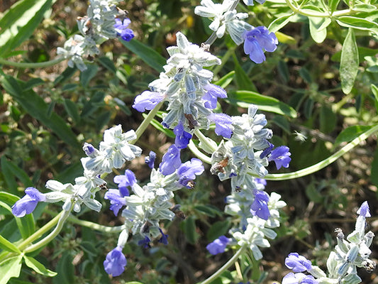 Salvia farinacea (Mealy Blue Sage)